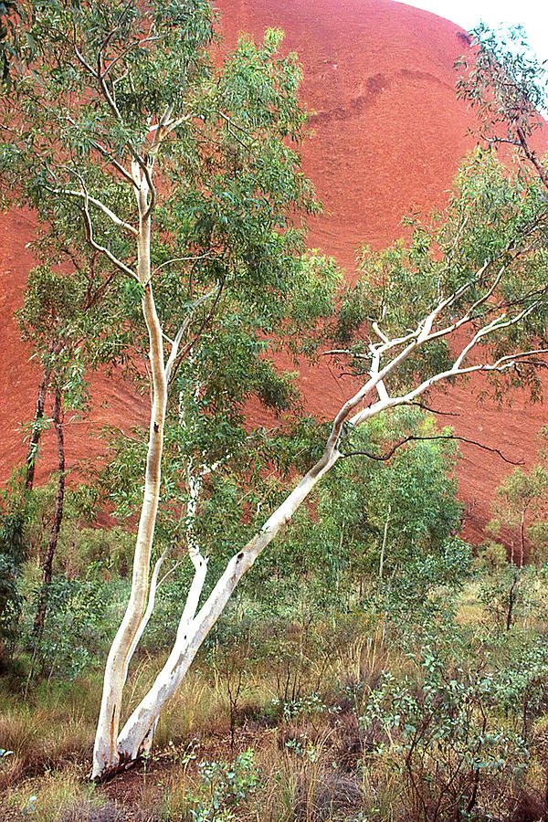 Gum Tree in the Outback Photograph by Jerry Griffin
