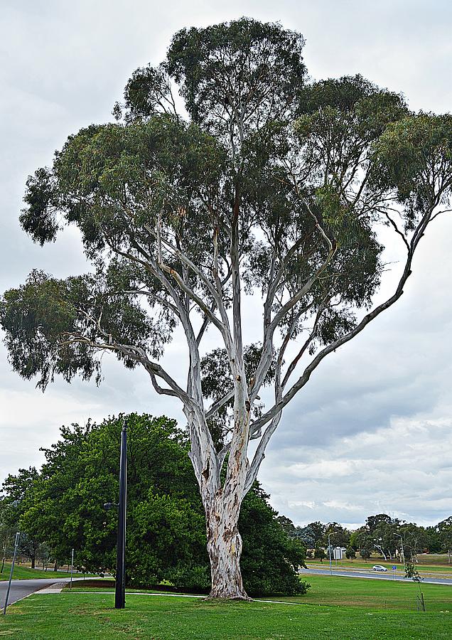 Gum tree Photograph by Kerry LeBoutillier