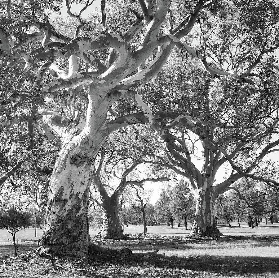 Gum Trees - Flinders Ranges 2 BW Photograph by Lexa Harpell