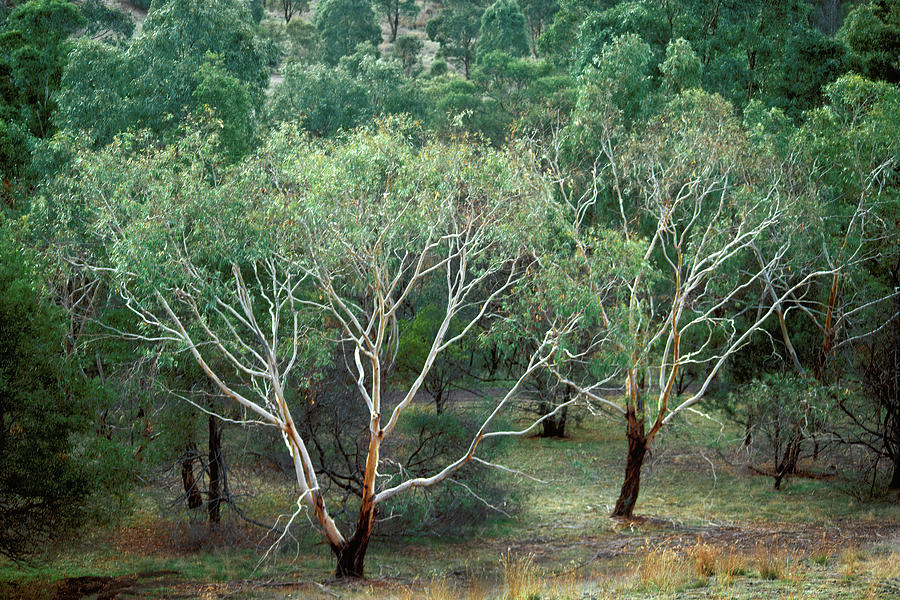 Gum Trees Photograph by Jerry Griffin