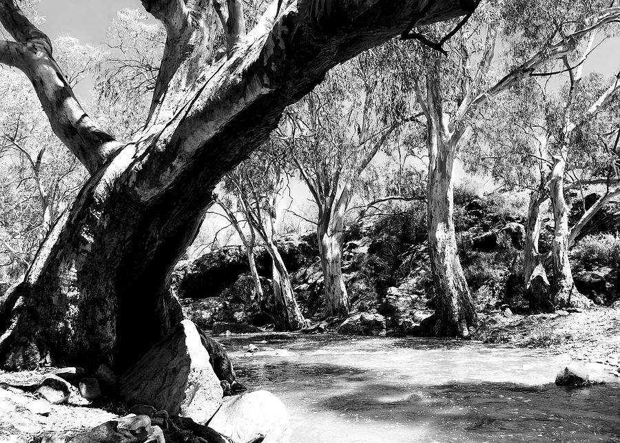 Gum Trees on Mambray Creek Photograph by Lexa Harpell