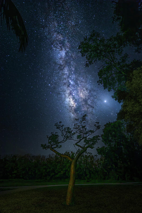 Gumbo Limbo Tree Under the Milky Way Photograph by Mark Andrew Thomas