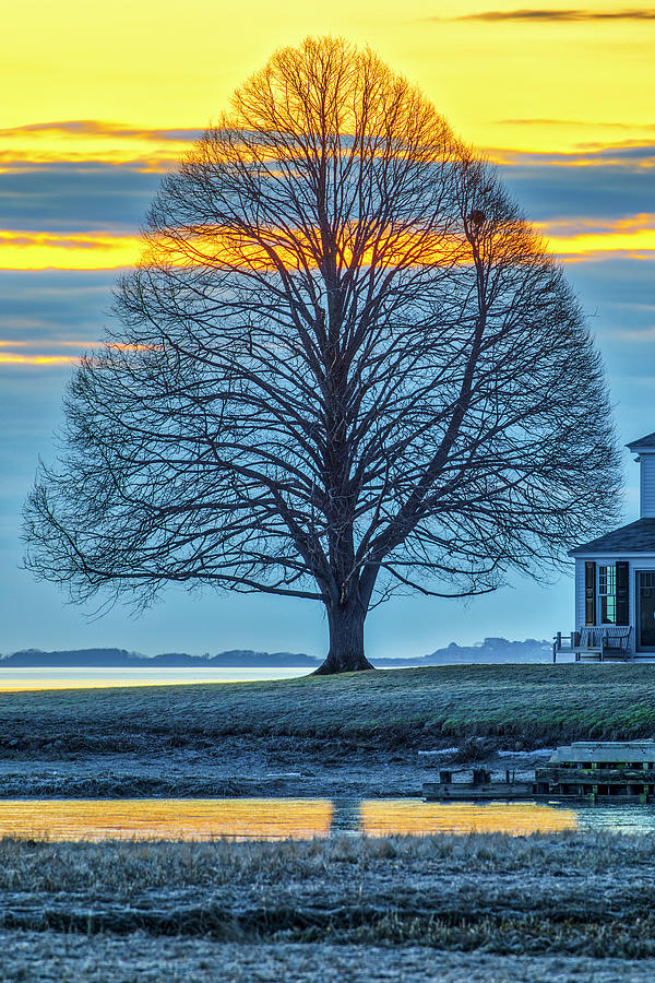 Gumdrop Tree in Duxbury Bay Massachusetts Photograph by Juergen Roth