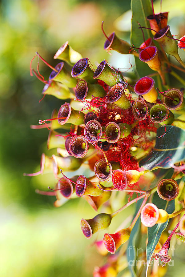Gumnuts And A Cobweb Photograph by Joy Watson Pixels