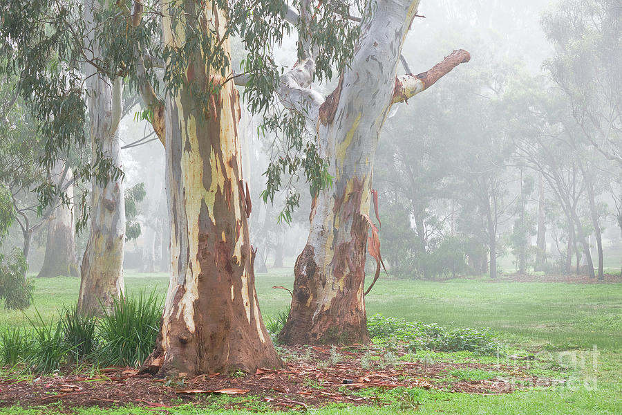 Gums in the Mist Photograph by Neil Maclachlan