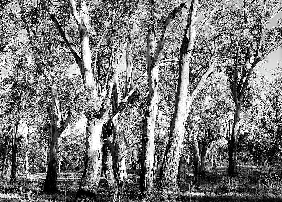 Gums on the Murray 2 - BW Photograph by Lexa Harpell