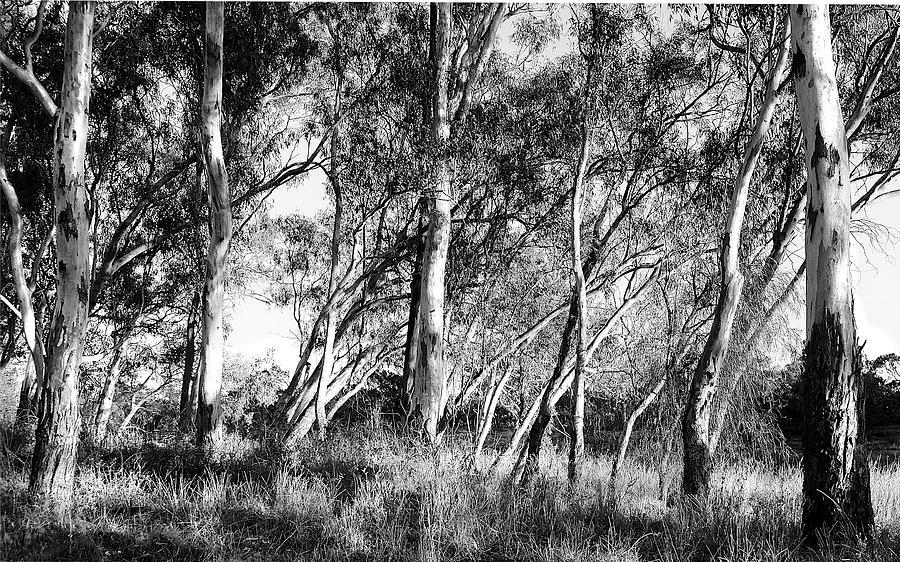 Gums on the Murray - BW Photograph by Lexa Harpell