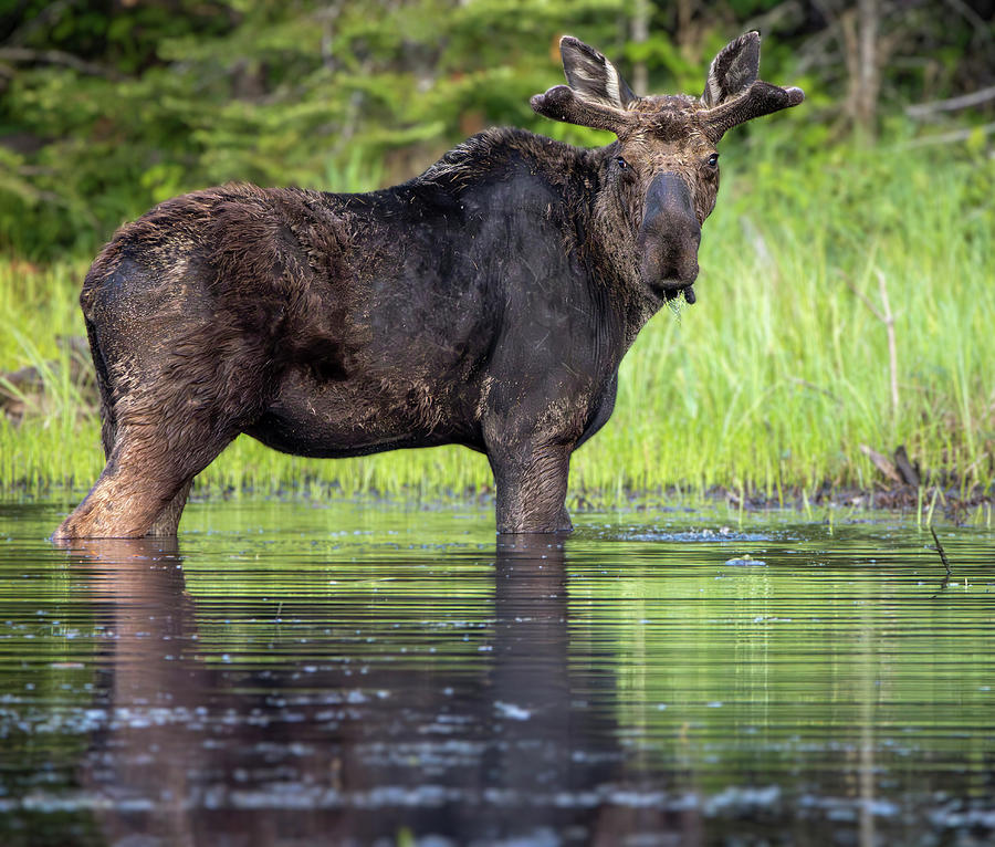 Gunflint Trail Moose Reflection Photograph by Dan Sproul