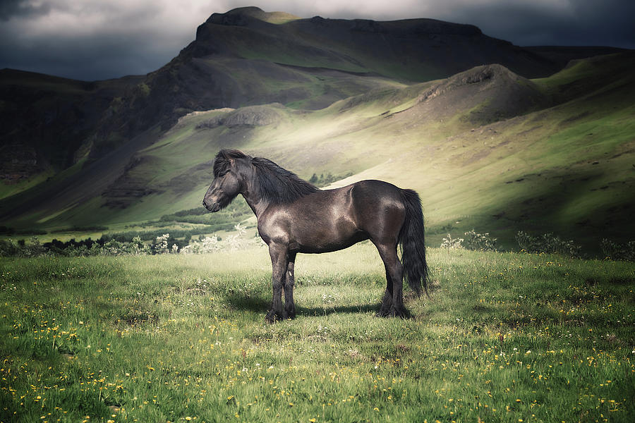 Gunnar - Horse Art Photograph by Lisa Saint