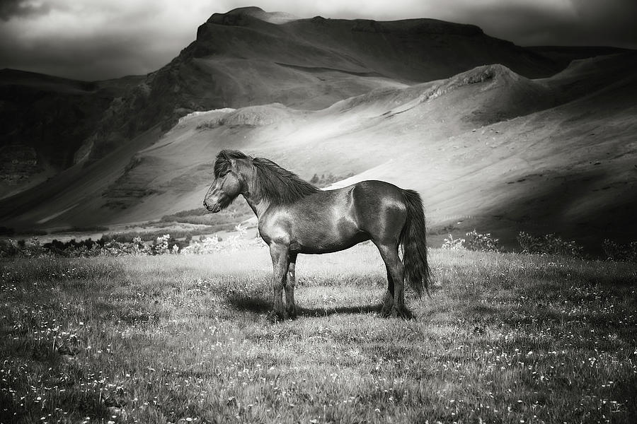 Gunnar II - Horse Art Photograph by Lisa Saint