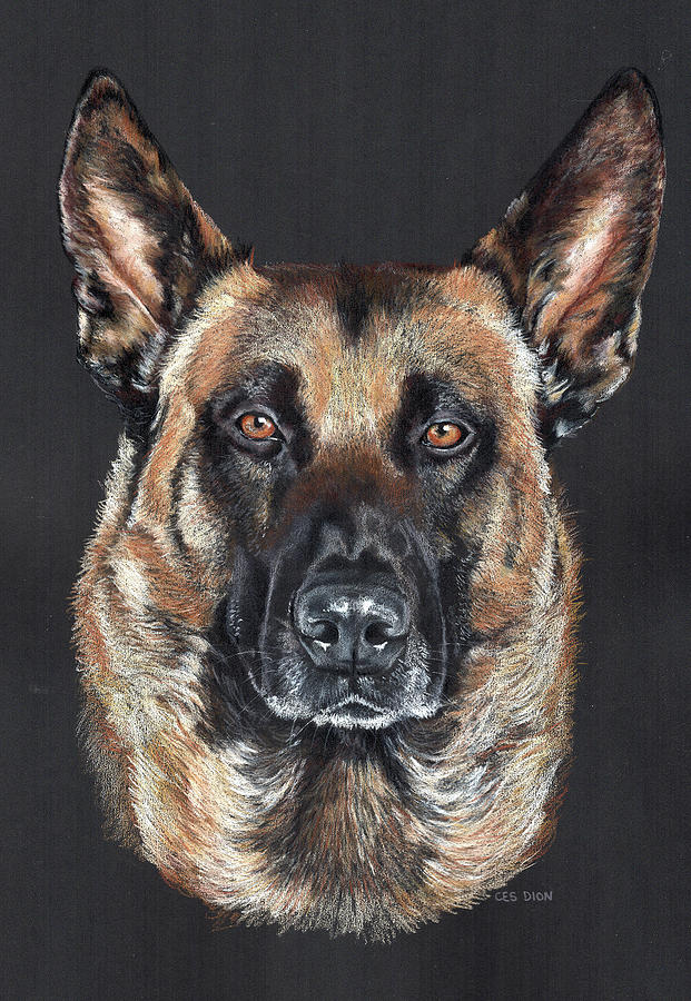 Gunny Drawing by Christine Dion Fine Art America