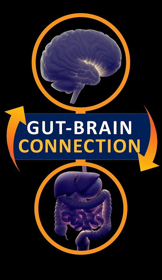Gut-brain connection or gut brain axis. Concept art showing a connection from the gut to the brain. 3d illustration. Photograph by ChrisChrisW