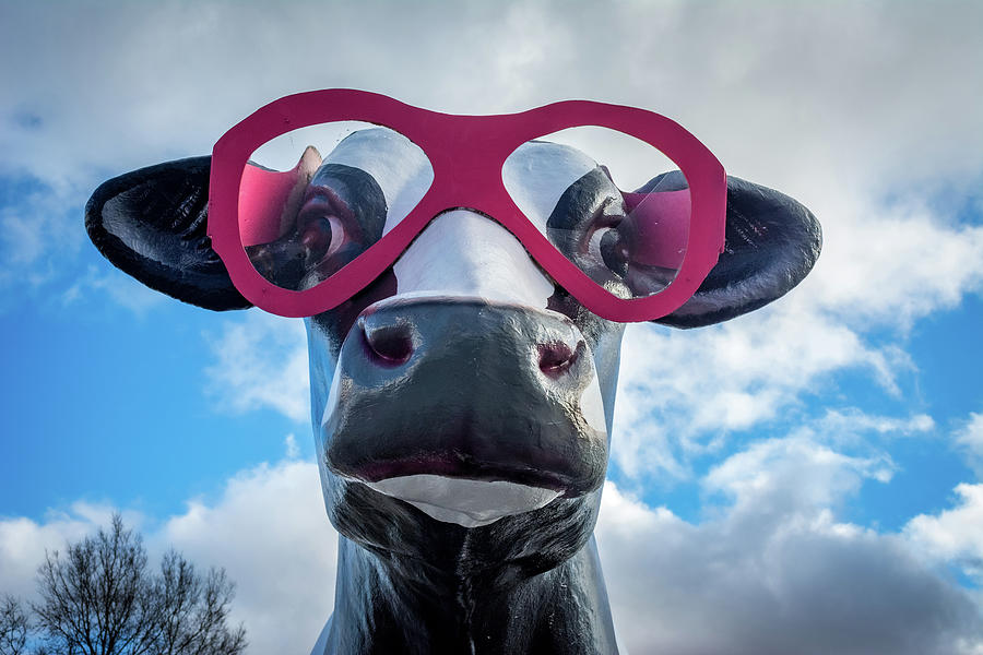 Roadside Photograph - Guthrie KY Cow with Sunglasses by Enzwell Designs