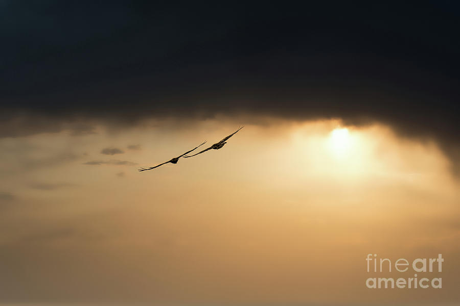 Gypaetus Flying At Sunset Photograph