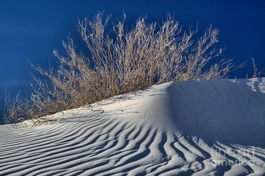 Gypsum Dune Plants Photograph by Adam Jewell