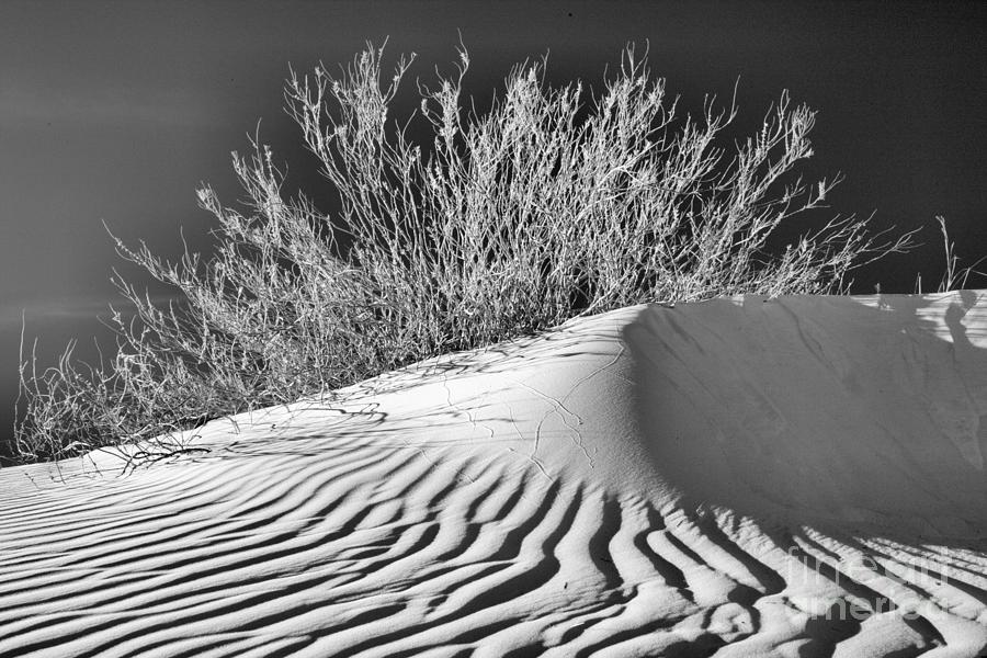 Gypsum Dune Plants Black And White Photograph by Adam Jewell