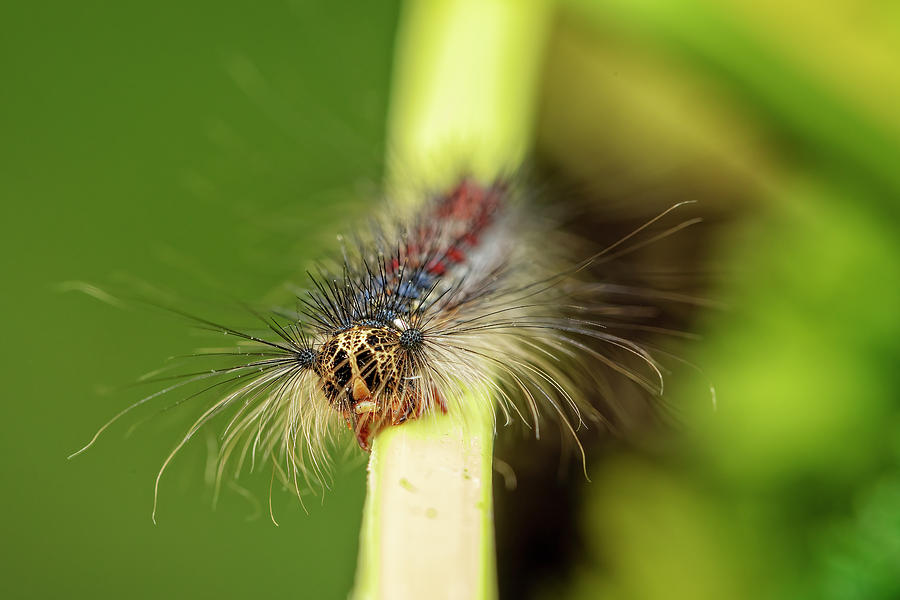 Gypsy Moth Caterpillar Photograph