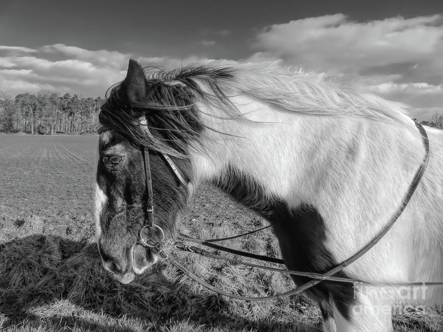 Gypsy Vanner on a Windy Day BW Photograph by Elisabeth Lucas - Fine Art ...