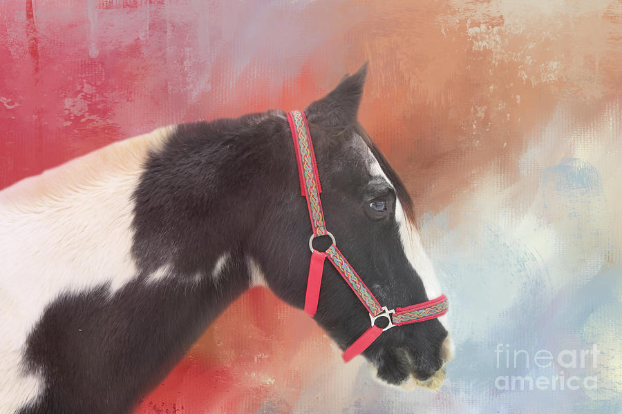 Gypsy Horse Mixed Media - Gypsy Vanner with Red Halter by Elisabeth Lucas