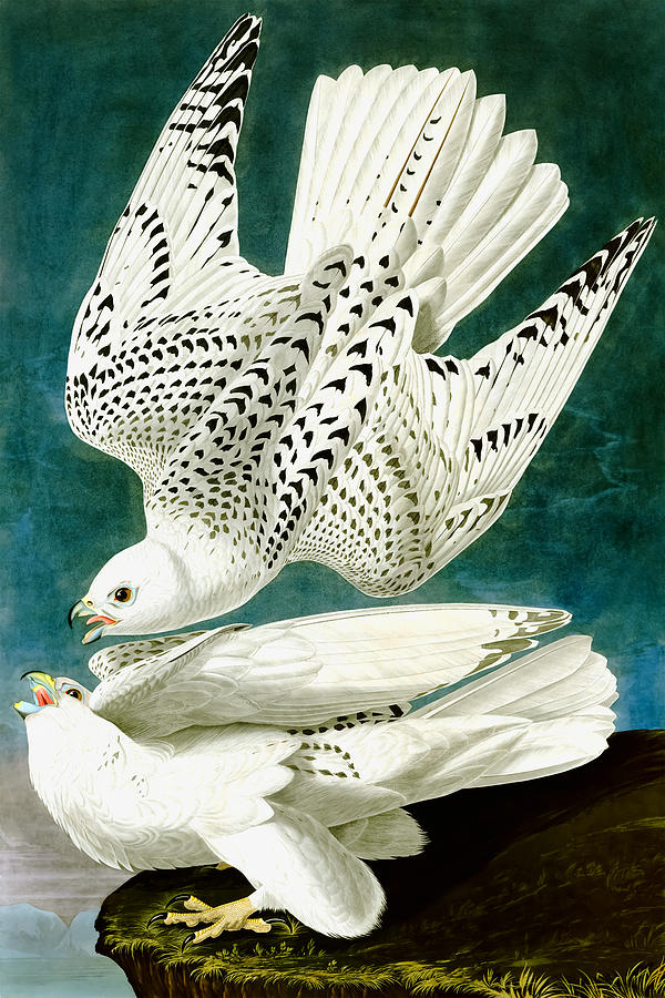 John James Audubon Drawing - Falco Rusticolus by John James Audubon   by Mango Art