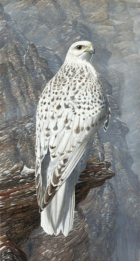 Gyrfalcon Painting by Barry Kent MacKay
