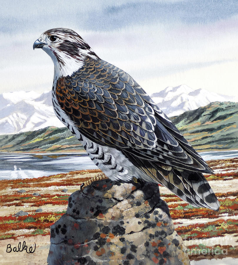 Gyrfalcon Painting by Don Balke