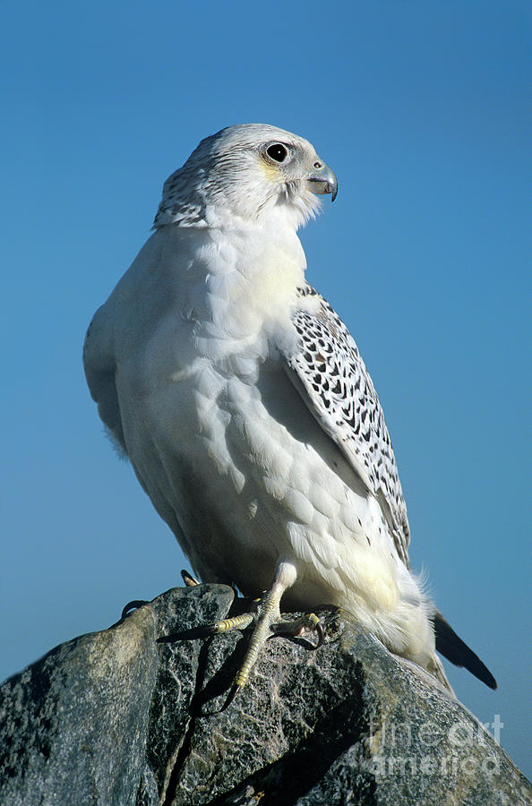 Gyrfalcon Falco Rusticolis Portrait Photograph by Dave Welling