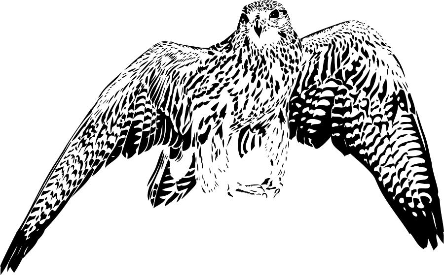 Gyrfalcon illustration in black lines Drawing by Imv