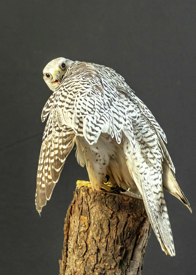 Gyrfalcon  Photograph by Laura Hedien
