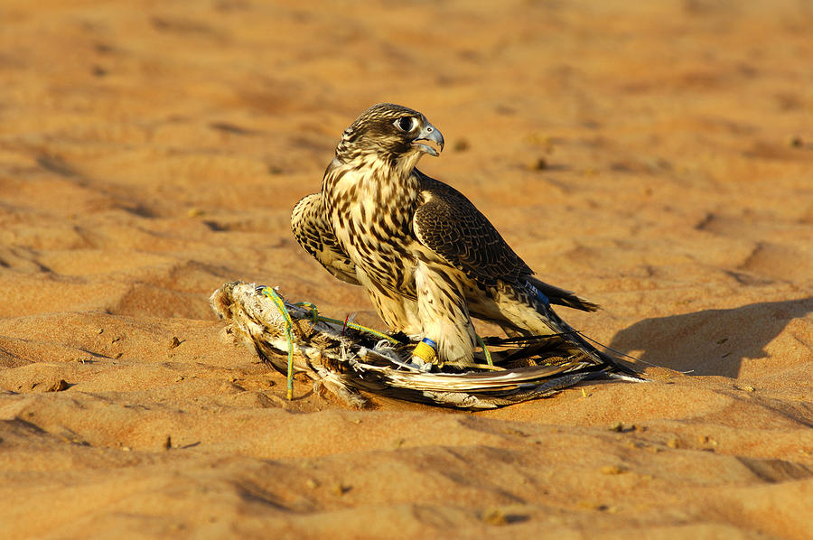 Gyrfalcon perched on fake prey in the desert, falcon training in Dubai, United Arab Emirates Photograph by Guenter Fischer