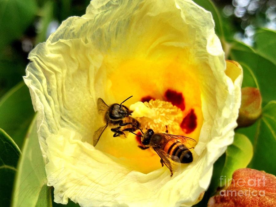 H Caribbean Yellow Flower with Bees - Horizontal Photograph by Lyn Voytershark