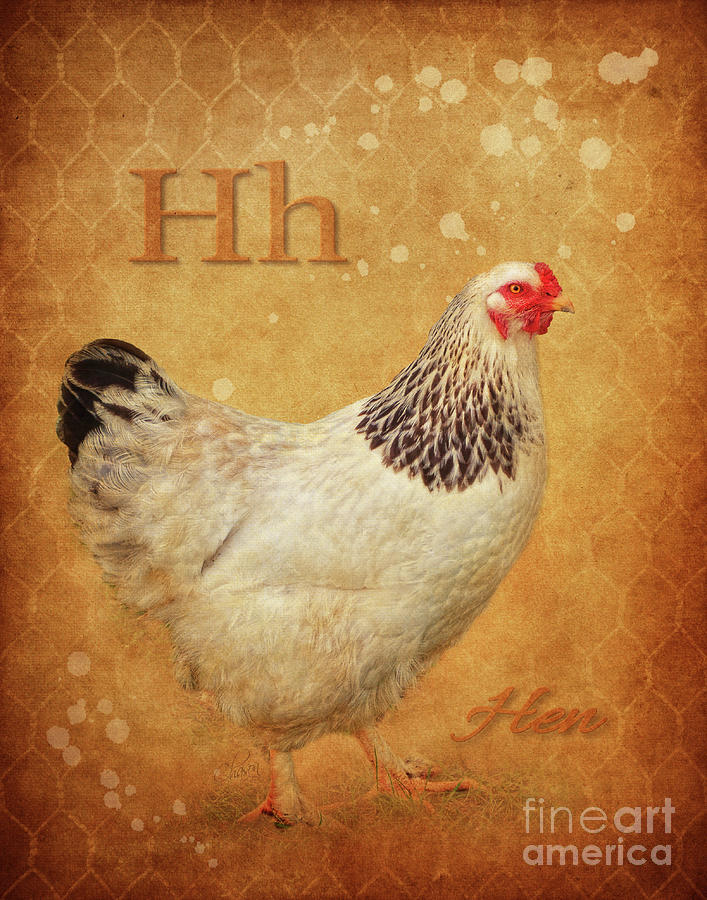 H for Hen Photograph by Kimberly Chason