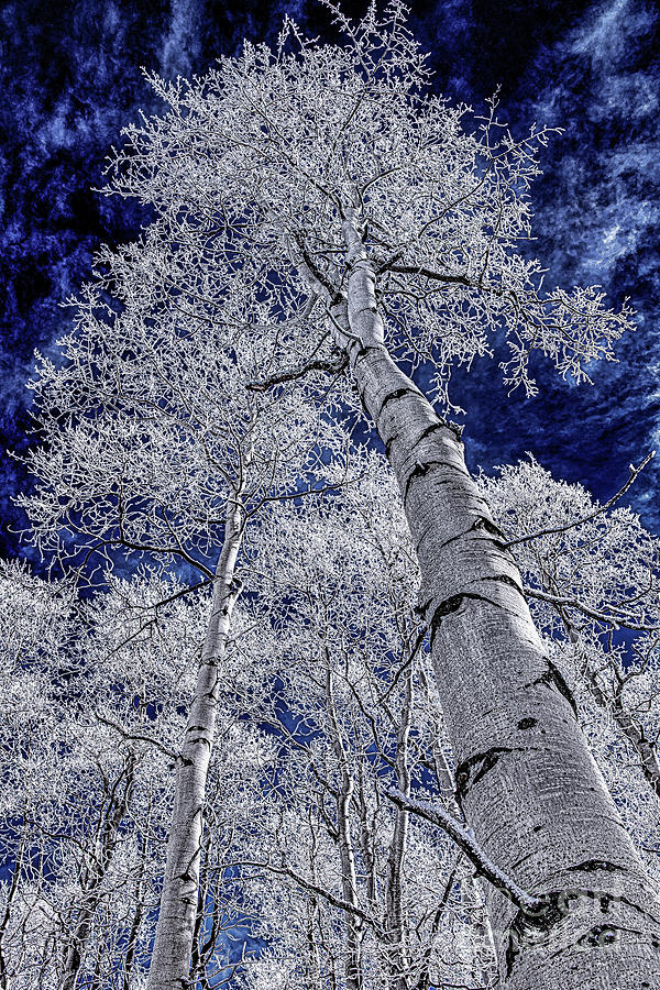 Tree Photograph - Hard Frost by Melissa Lipton
