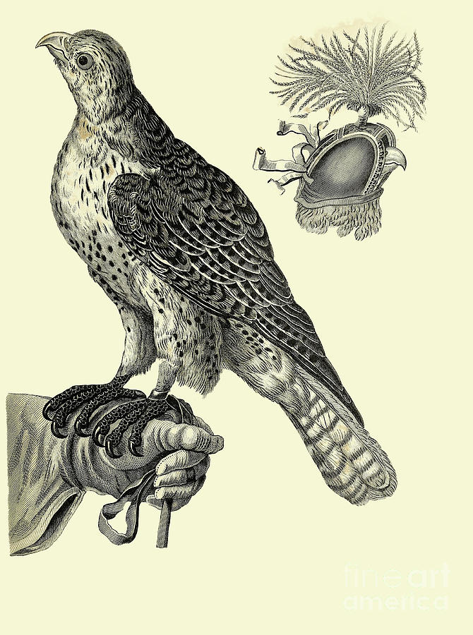 Habiliments of Falconry k2 Drawing by Historic illustrations Fine Art