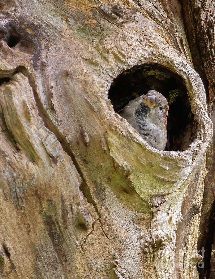 Habitat for House Sparrow Photograph by Chris Scroggins