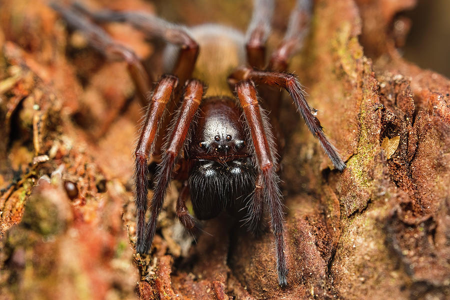 Hacklemesh Weaver Spider Fangs Photograph by Aron Sanzio | Pixels