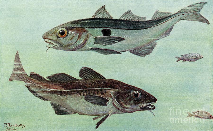 Haddock and Greenland Cod, painted in early 1900s by wildlife artist