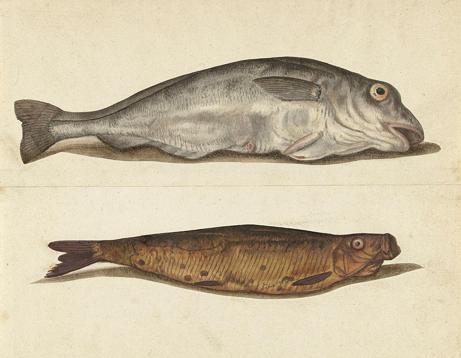 Haddock Drawing by Anonymous
