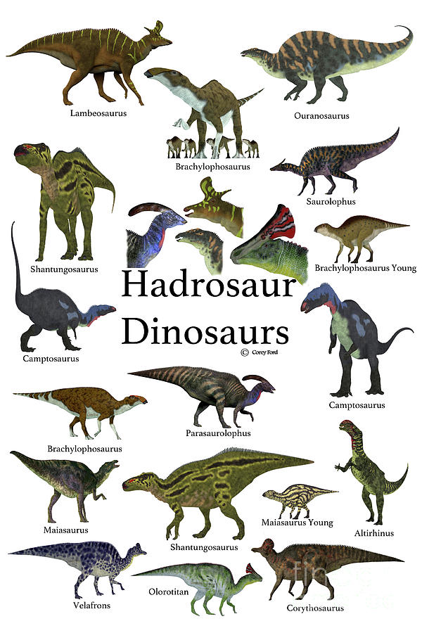 Hadrosaur Dinosaurs Digital Art by Corey Ford