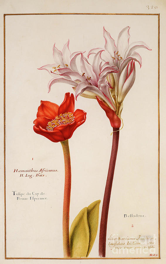 Haemanthus blood lily o Photograph by Botany