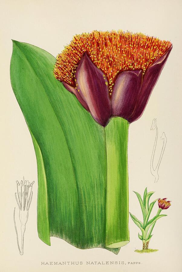 Botanical Illustration Painting - Haemanthus Natalensis  by Illtyd Buller PoleEvans South African