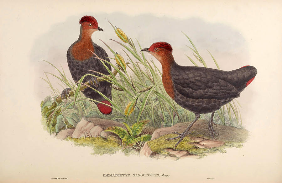  Haematortyx sanguiniceps Drawing by Henry Constantine Richter