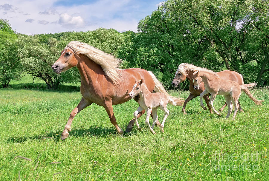 Horse Photograph - Haflinger Mares with Foals Running by Katho Menden
