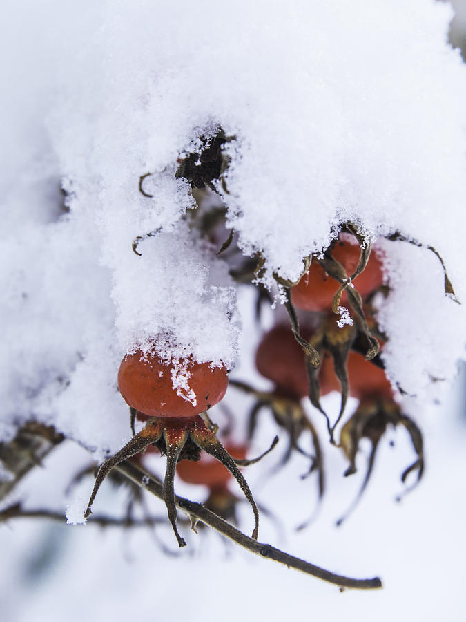 Hagebutte im Schnee Photograph by Katharina Muchow