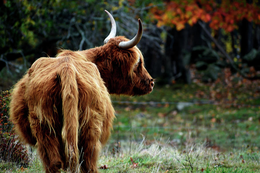 Haggis Photograph by Cynthia Morelli Photography - Pixels