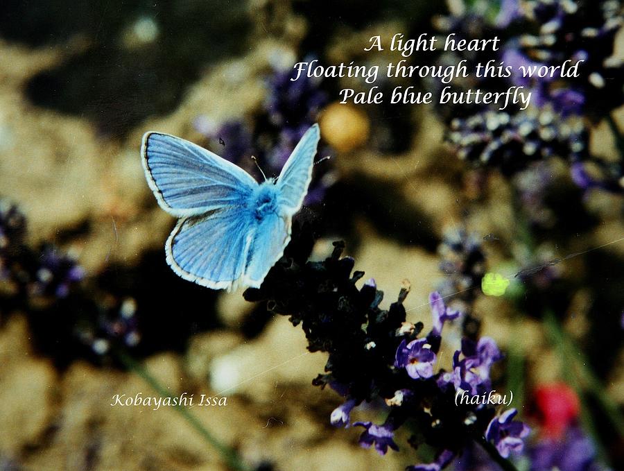Haiku butterfly Photograph by Nigel Radcliffe