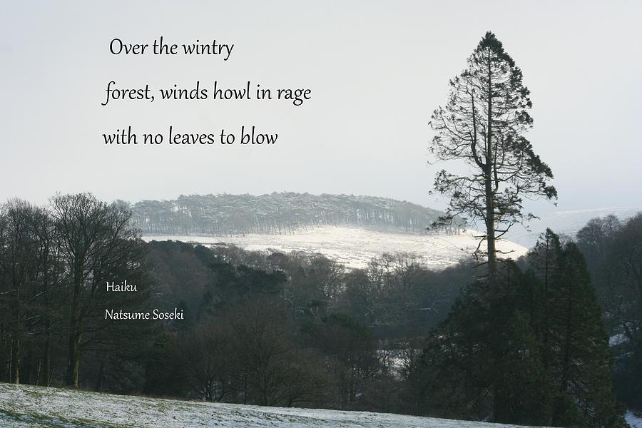 Haiku Wintry Forest Photograph by Nigel Radcliffe