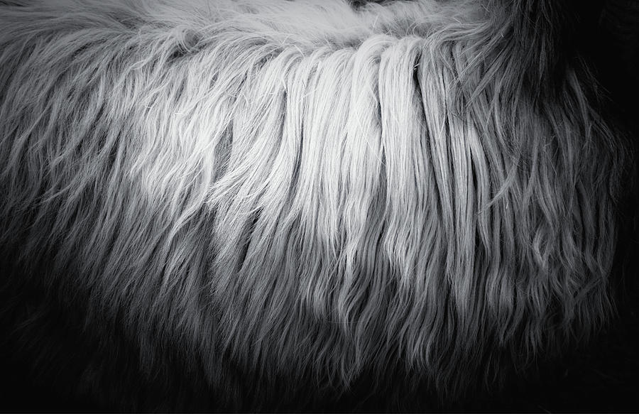 Hair Photograph by Dorit Fuhg