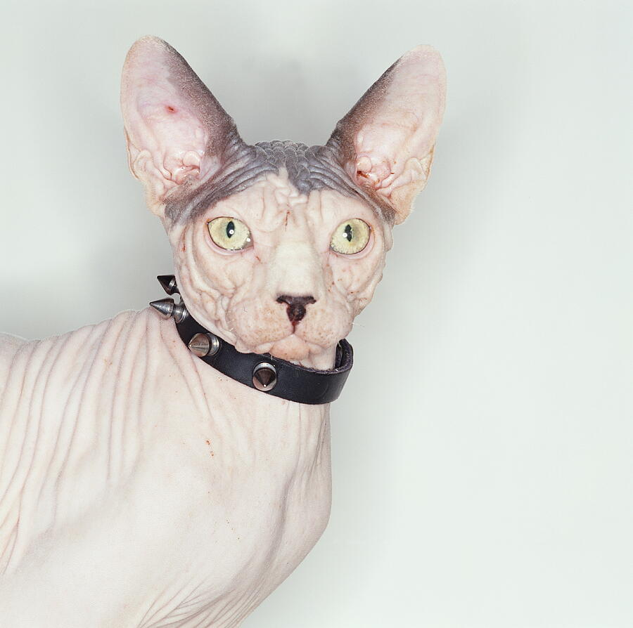 Hairless Sphynx Cat Wearing Studded Collar Photograph by GK Hart/Vikki Hart