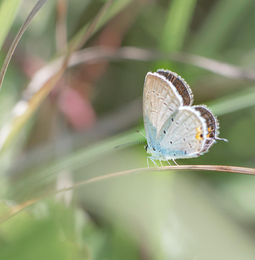Butterfly Photograph - Hairstreak Butterfly In Grass by Phil And Karen Rispin